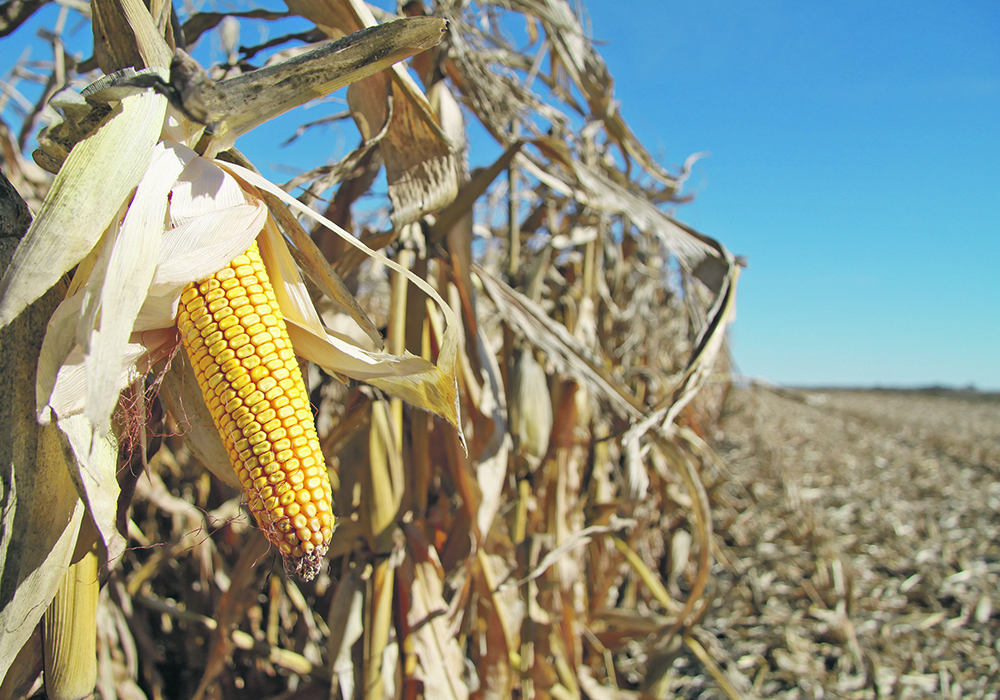 Commodities - Corn, Soybeans, and Wheat - Forecast and Trends